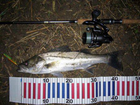 シーバス狙いにて